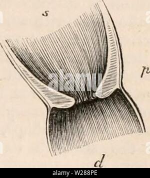 Archiv Bild ab Seite 386 Der cyclopaedia von Anatomie und