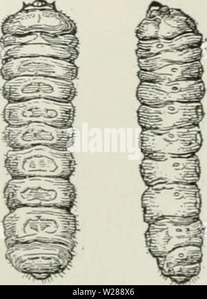 Archiv Bild ab Seite 388 der Cyclopedia von landwirtschaftlichen Kulturpflanzen. Cyclopedia von landwirtschaftlichen Kulturpflanzen: Ein beliebter Befragung von Pflanzen und pflanzliche Methoden in den Vereinigten Staaten und Kanada cyclopediaoffarm 00 bailuoft Jahr: 1922, c 1907 Abb. 489. Heuschrecken borer (Cyllene rohinia -). Obere zahlen, Reifen Käfer: Links, männlich: rieht, weiblich. Die niedrigeren Werte, die Larve, die dorsale Ansicht auf der linken Seite und laterale Ansicht auf der rechten Seite. (Pro Zahlen erweiterten etwas weniger als die Hälfte: niedrigere Zahlen etwas mehr als die Hälfte). Stockfoto