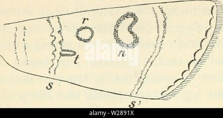 Archiv Bild ab Seite 389 von Dansk forstzoologi (1896) Stockfoto