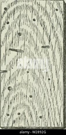 Archiv Bild ab Seite 389 der Cyclopedia von landwirtschaftlichen Kulturpflanzen Stockfoto