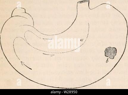 Archiv Bild ab Seite 389 Der cyclopaedia von Anatomie und Stockfoto