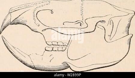 Archiv Bild von Seite 391 des cyclopaedia von Anatomie und Stockfoto