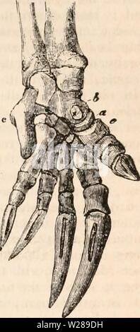 Archiv Bild ab Seite 392 Der cyclopaedia von Anatomie und Stockfoto