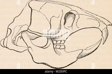 Archiv Bild ab Seite 392 Der cyclopaedia von Anatomie und Stockfoto