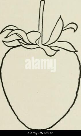 Archiv Bild ab Seite 394 der Cyclopedia von Hardy Früchte (1922). Cyclopedia von Hardy Früchte cyclopediaofhar 00 hedr Jahr: 1922 und New York für das Haus - Garten, für die es gut, weil der Produktivität seiner Reben und seine schönen dunkel-rot ausgestattet ist, gut gewürzte Früchte. Die Beeren sind nicht fest genug für den Markt. Es sollte in die fruchtbaren Böden gepflanzt werden und die besten Kultur erhalten. Die Sorte mit William Band entstand, Mich - chanicsburg, Ohio, ungefähr 1888. Perfekt. Pflanzen kräftig, ziemlich gesund; zahlreiche Läufer. Früchte mittelgroß bis spät, große, unregelmäßig, gewölbt - konische oder Keil - Stockfoto