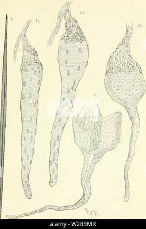 Archiv Bild ab Seite 394 von Darwin, und nach Darwin Ein Stockfoto