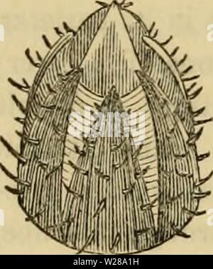 Archiv Bild von Seite 397 des Cuvier animal kingdom angeordnet. Der Cuvier animal kingdom: Entsprechend seiner Organisation cuviersanimalkin 00 cuvi Jahr: 1840 Bild angeordnet. 195.- Cineras C posteriore Marge auf die gegenüberliegende Ventil: Diese fünf Stücke decken den gesamten Mantel. Von der Stelle, wo das Ligament Federn die fleischigen Stiel sein sollte. Eine starke adductor Muscle vereint die beiden Ventile in der Nähe ihrer Schnäbel. Der Mund des Tieres liegt hinter Ihnen verborgen, und dem hinteren Ende des Körpers, mit allen seinen kleinen knickgelenkten Füße, kommt ein wenig weiter unten, zwischen dem ersten fo Stockfoto