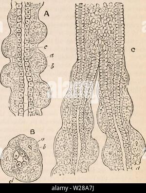 Archiv Bild ab Seite 398 Der cyclopaedia von Anatomie und Stockfoto