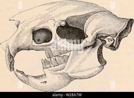 Archiv Bild ab Seite 398 Der cyclopaedia von Anatomie und Stockfoto