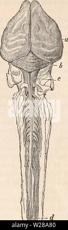 Archiv Bild ab Seite 398 Der cyclopaedia von Anatomie und Stockfoto