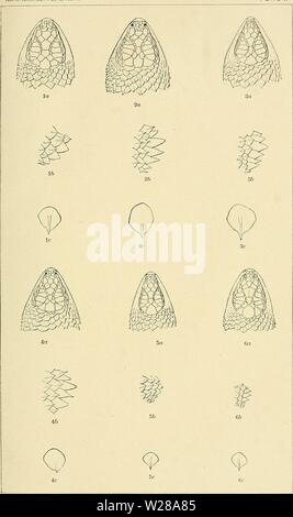 Archiv Bild von Seite 398 des Death Valley expedition A. das Death Valley Expedition. Eine biologische Untersuchung der Teile von Kalifornien, Nevada, Arizona und Utah deathvalleyexped 00 Fisch Jahr: 1893 North American Fauna, Nr. 7 Platte I.1. Sceloporus clarkii. 2. S. Magister. 3. S. zosteromus. 4. & Orcutti. 5. S. Boulengeri. 6. S. Floridanus. Stockfoto