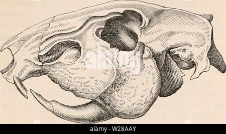 Archiv Bild von Seite 399 des cyclopaedia von Anatomie und