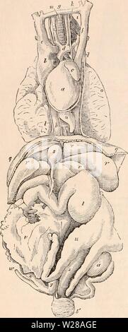 Archiv Bild ab Seite 401 Der cyclopaedia von Anatomie und Stockfoto