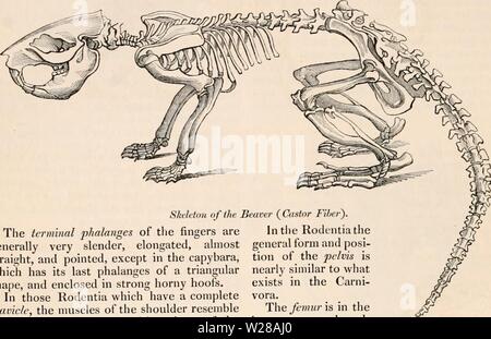 Archiv Bild ab Seite 401 Der cyclopaedia von Anatomie und Stockfoto