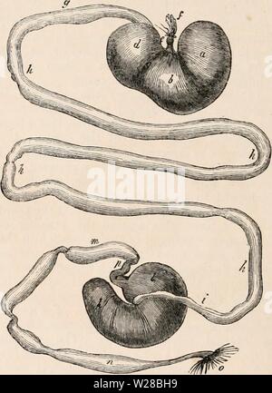 Archiv Bild ab Seite 409 Der cyclopaedia von Anatomie und Stockfoto