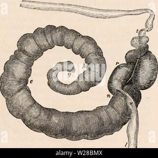 Archiv Bild ab Seite 410 Der cyclopaedia von Anatomie und