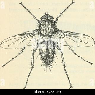 Archiv Bild ab Seite 411 von Dansk forstzoologi (1896) Stockfoto