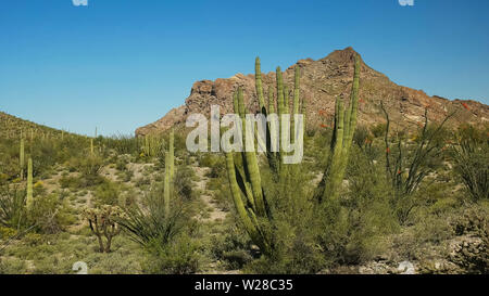 Organ Pipe Cactus und Twin Peak in Arizona Stockfoto