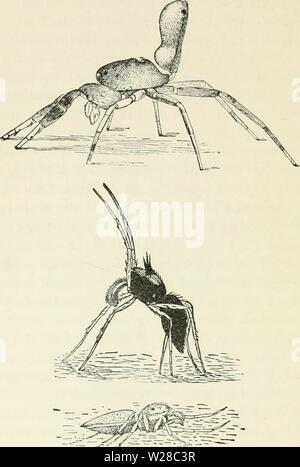 Archiv Bild ab Seite 413 von Darwin, und nach Darwin Ein Stockfoto