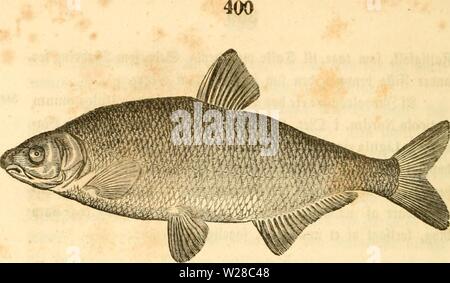 Archiv Bild ab Seite 413 der Danmarks Fiske (1838) Stockfoto