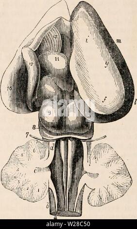 Archiv Bild ab Seite 413 Der cyclopaedia von Anatomie und Stockfoto