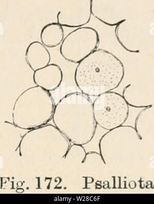 Archiv Bild ab Seite 414 von Das botanische Praktikum, Anleitung zum Stockfoto