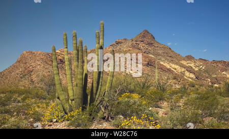 Eine organpipe Cactus mit Twin Peaks im Hintergrund Stockfoto