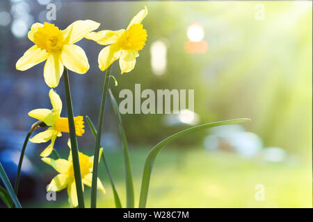 Narzissen blühen an einem sonnigen Tag im Frühjahr Stockfoto