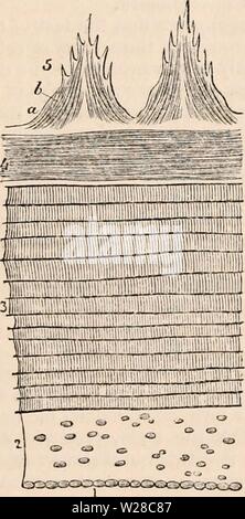 Archiv Bild ab Seite 414 Der cyclopaedia von Anatomie und. Die cyclopaedia von Anatomie und Physiologie cyclopdiaofana 0402 Todd Jahr: 1849 TUNICATA. 1199 und braunes Pigment-Granulate, sind rund, mit einem Durchmesser von O'OOS'' O'Ol'', oder Elon - gated, mit einem Durchmesser von O'OOG'' zu0-008''; andere sind von einem pule Farbe, und, aus der doppelten Kerne und die enthaltenen Zellen (2 bis 7) in einigen von ihnen gesehen, stark ähneln den Knorpel-Zellen des Superior Tiere. Diese Ähnlichkeit ist das mehr Argumentationskontakt durch die Runde gemacht oder Form dieser Zellen verlängern, durch die besondere Anordnung der en-Clos Stockfoto