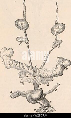 Archiv Bild ab Seite 415 Der cyclopaedia von Anatomie und Stockfoto