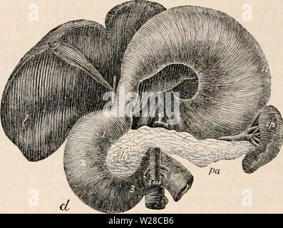 Archiv Bild ab Seite 415 Der cyclopaedia von Anatomie und Stockfoto