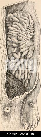 Archiv Bild ab Seite 416 Der cyclopaedia von Anatomie und Stockfoto