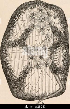 Archiv Bild ab Seite 418 Der cyclopaedia von Anatomie und Stockfoto