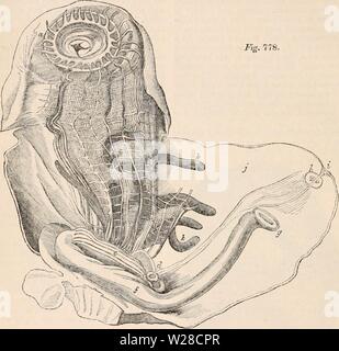 Archiv Bild ab Seite 419 Der cyclopaedia von Anatomie und Stockfoto