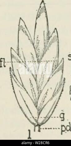 Archiv Bild ab Seite 420 der Cyclopedia von landwirtschaftlichen Kulturpflanzen Stockfoto