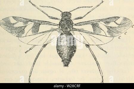 Archiv Bild ab Seite 420 von Dansk forstzoologi (1896) Stockfoto