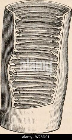 Archiv Bild von Seite 421 des cyclopaedia von Anatomie und Stockfoto