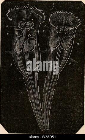 Archiv Bild ab Seite 422 Der cyclopaedia von Anatomie und