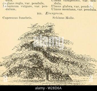 Archiv Bild ab Seite 423 der Cyclopedia der amerikanischen Gartenbau Stockfoto