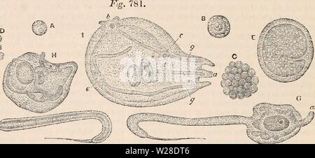 Archiv Bild ab Seite 427 Der cyclopaedia von Anatomie und Stockfoto