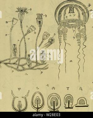 Archiv Bild von Seite 429 des Dbutsugaku zasshi (1889) Stockfoto