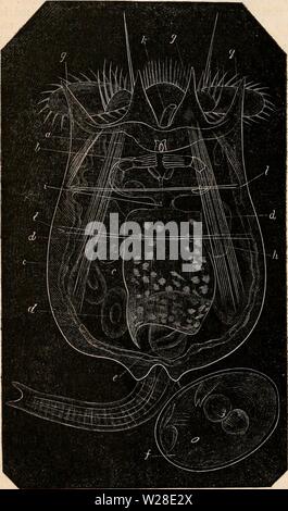 Archiv Bild ab Seite 429 Der cyclopaedia von Anatomie und Stockfoto