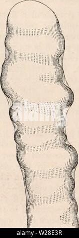 Archiv Bild ab Seite 429 Der cyclopaedia von Anatomie und Stockfoto