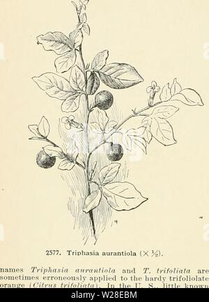 Archiv Bild ab Seite 433 der Cyclopedia der amerikanischen Gartenbau, bestehend aus. Cyclopedia der amerikanischen Gartenbau, bestehend aus Anregungen für den Anbau von Gartenpflanzen, Beschreibungen der Arten von Obst, Gemüse, Blumen und Zierpflanzen in den Vereinigten Staaten und in Kanada verkauft, zusammen mit geographischen und Biographische Skizzen cyclopediaofam 04 Kaution Jahr: 1900 1856 TRIPHASIA in Gewächshäusern. Produziert eine Fülle von elliptischen oder Fast kugelig, Gland-gestrichelte rote Beeren über-ii. Sie sind süß und angenehm sind, so lecker, wenn bewahrt. In t Stockfoto