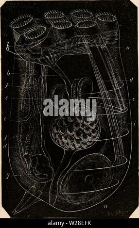 Archiv Bild von Seite 434 des cyclopaedia von Anatomie und