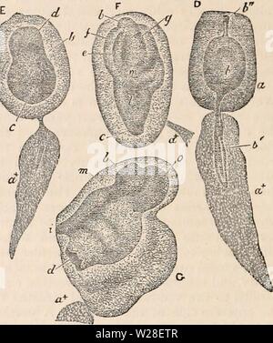 Archiv Bild ab Seite 437 Der cyclopaedia von Anatomie und Stockfoto