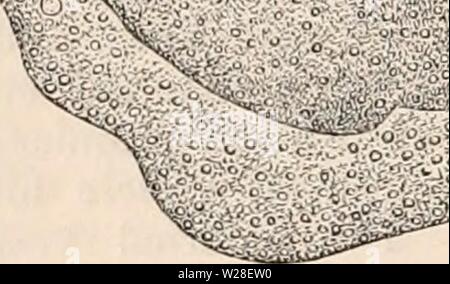 Archiv Bild ab Seite 437 Der cyclopaedia von Anatomie und Stockfoto