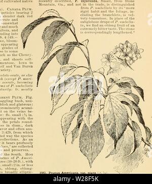Archiv Bild ab Seite 442 der Cyclopedia der amerikanischen Gartenbau