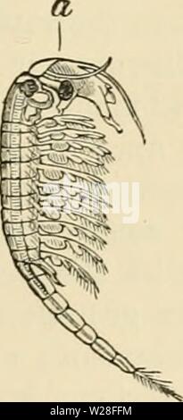 Archiv Bild von Seite 446 des Darwinismus eine Ausstellung von Stockfoto