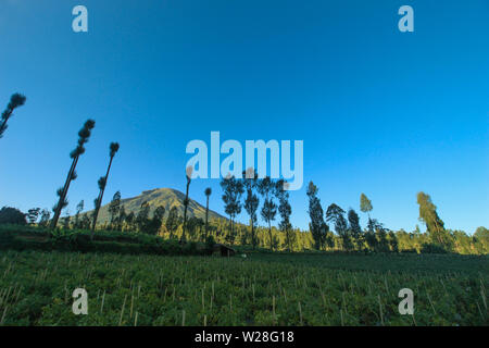 Schönen Blick auf den Mt. Sindoro unter den Bäumen gesehen Stockfoto